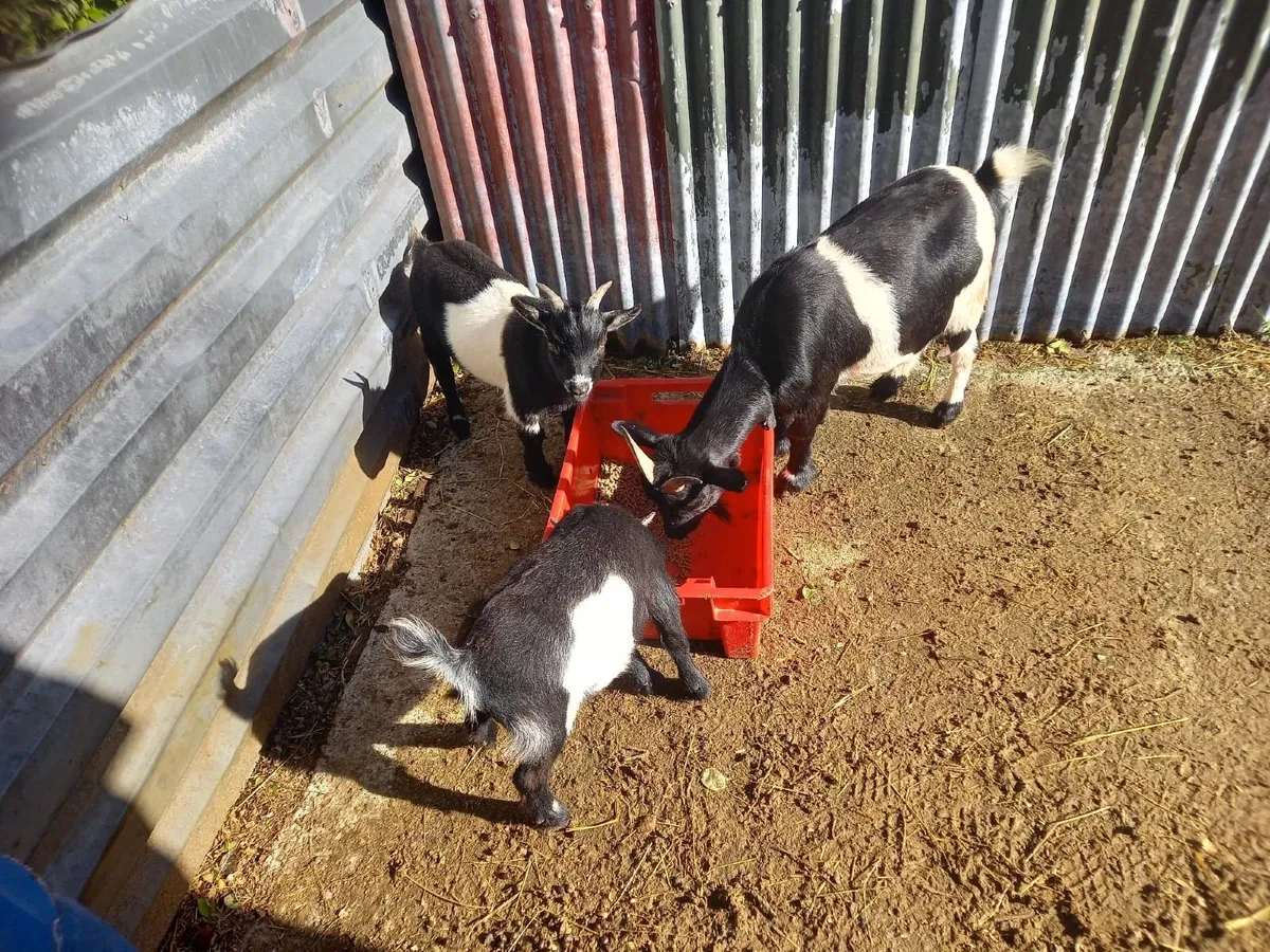 Pygmy Goats - Image 2