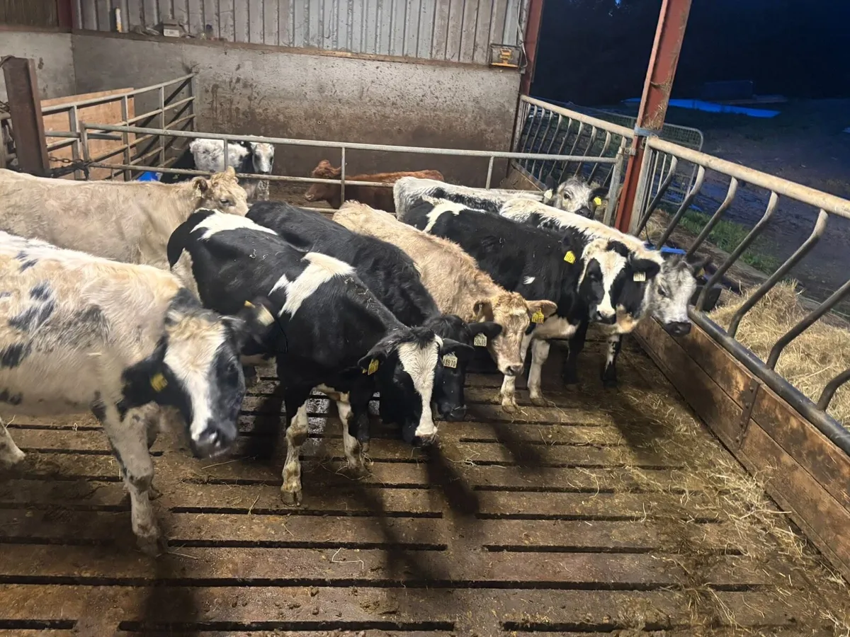 8 heifers 18 months old - Image 1
