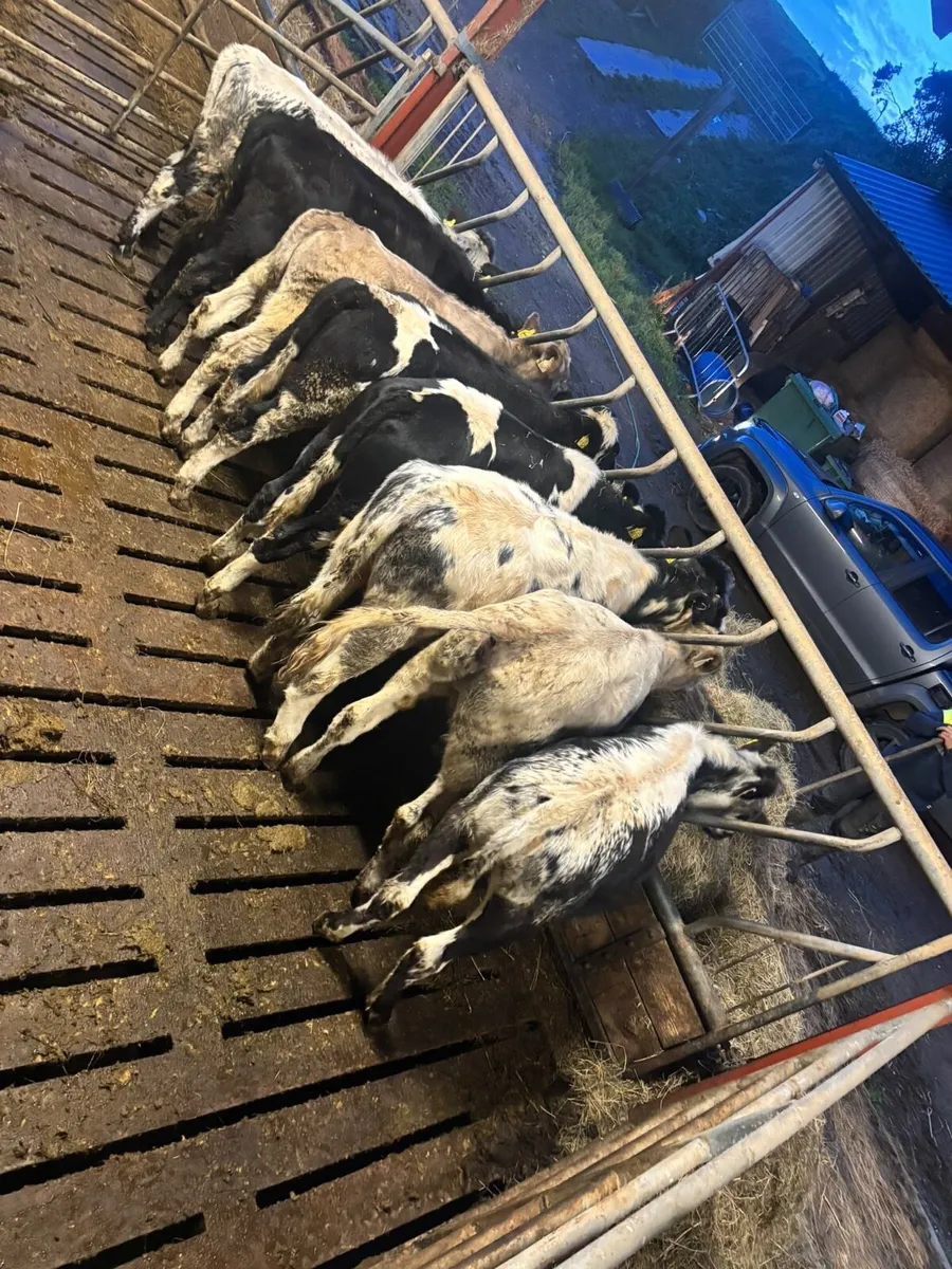 8 heifers 18 months old - Image 2