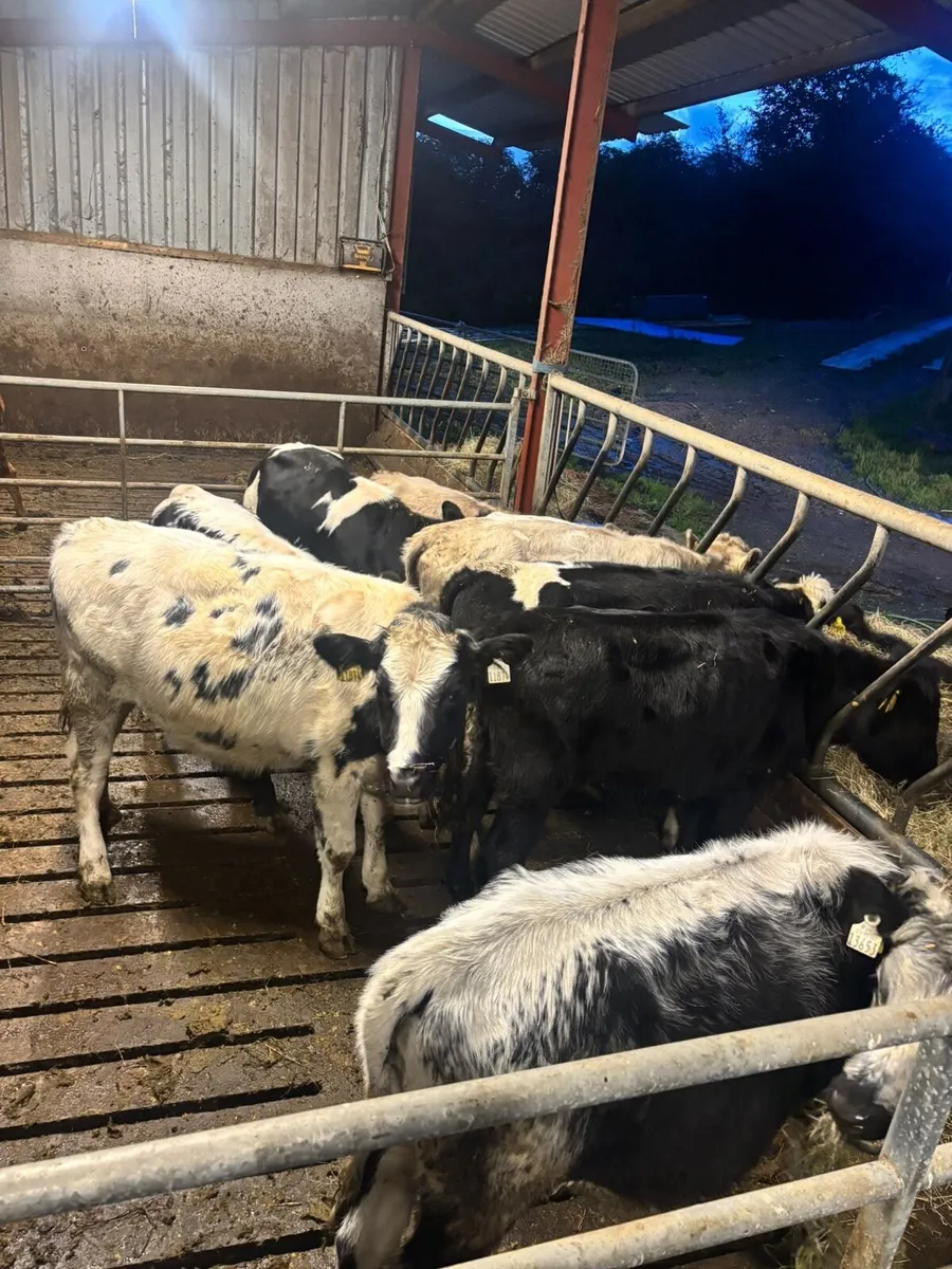 8 heifers 18 months old - Image 3