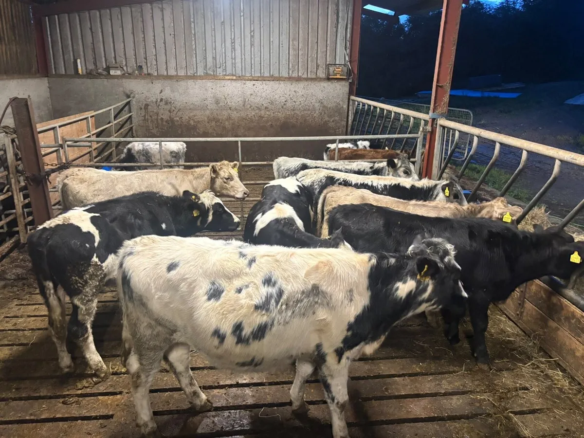 8 heifers 18 months old - Image 4