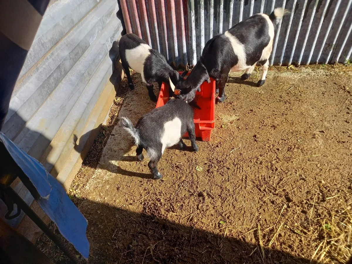 Pygmy Goats - Image 4