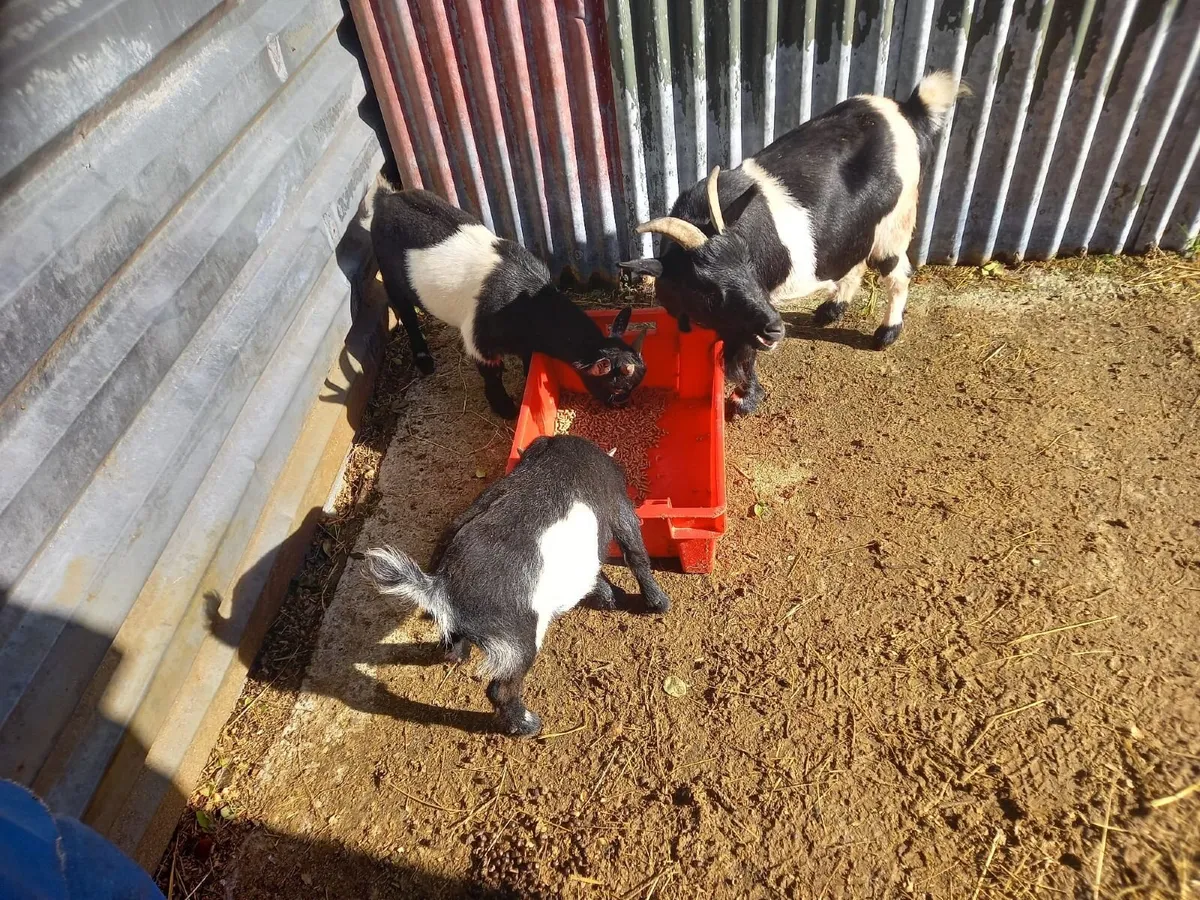 Pygmy Goats - Image 3