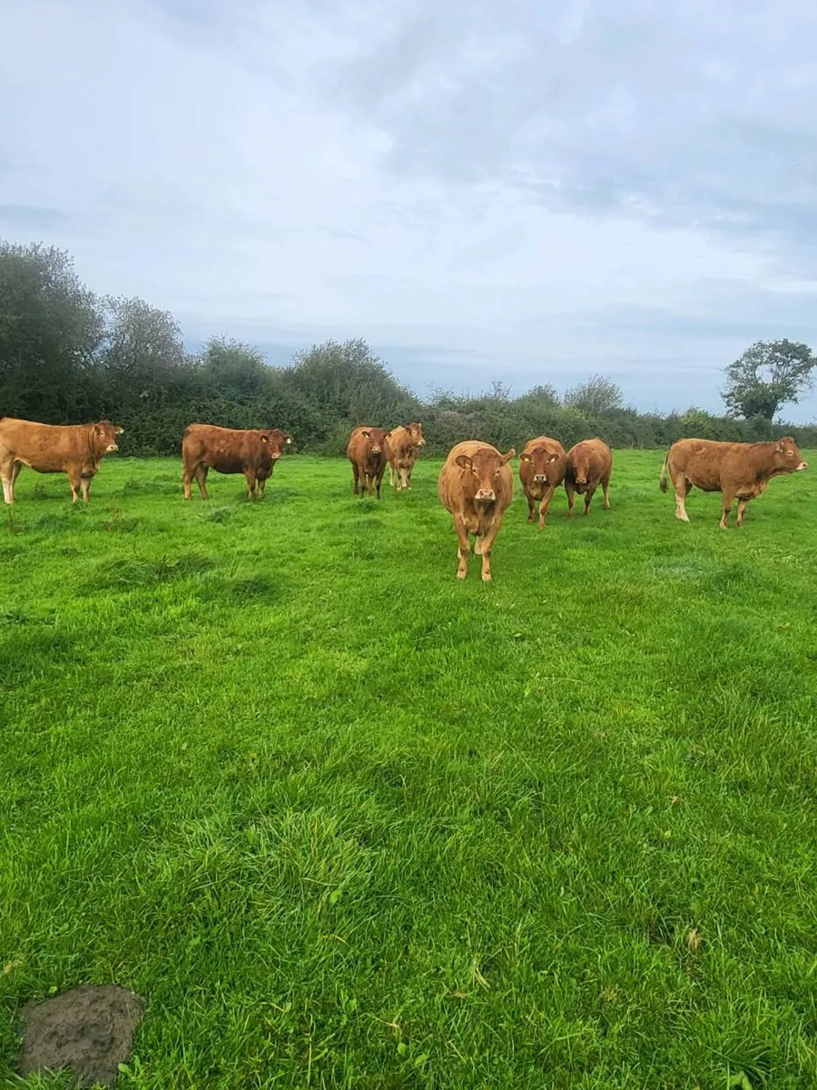 9 Incalf heifers - Image 1