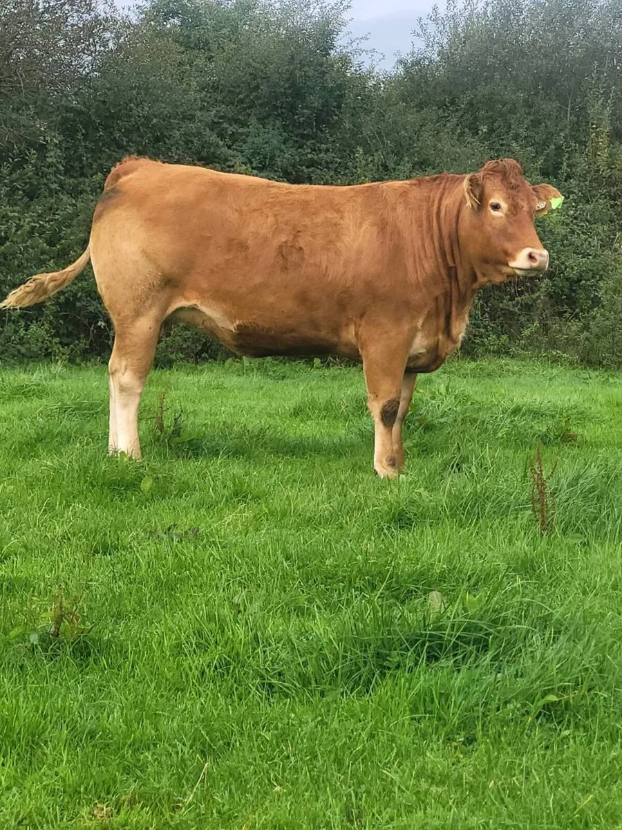 9 Incalf heifers - Image 2