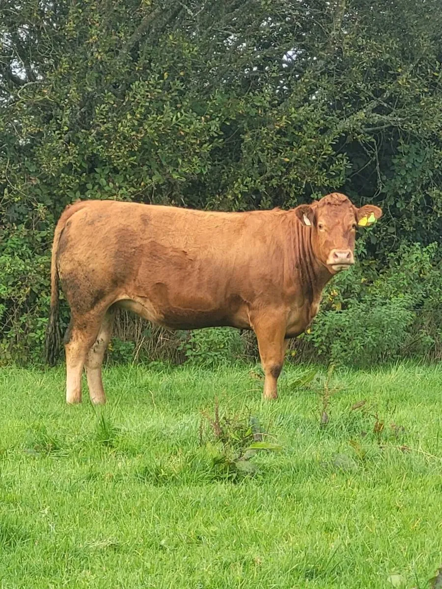 9 Incalf heifers - Image 3