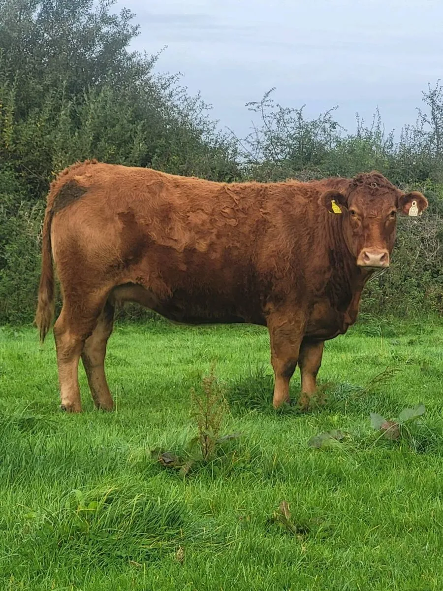 9 Incalf heifers - Image 4