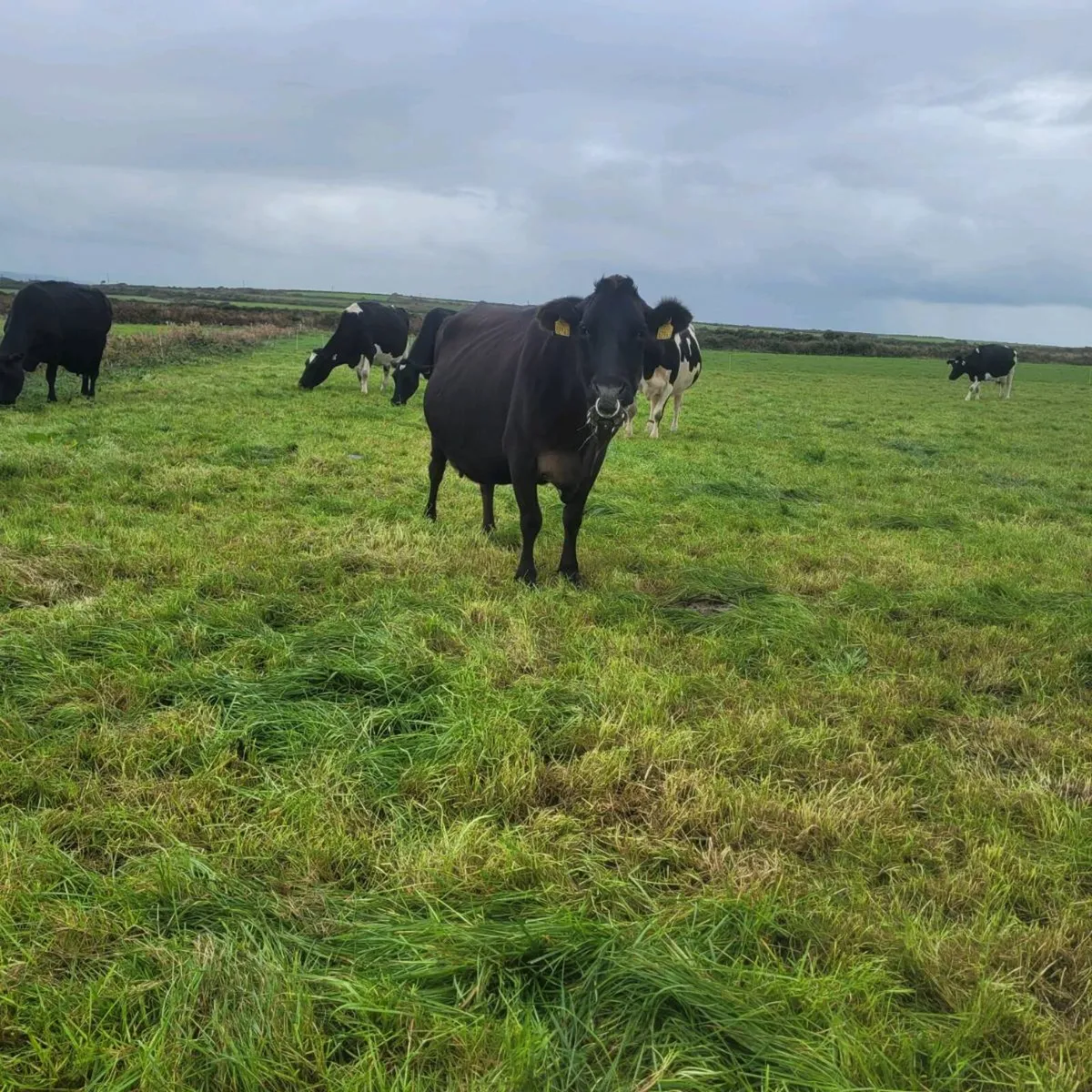 Jex cow - Image 1