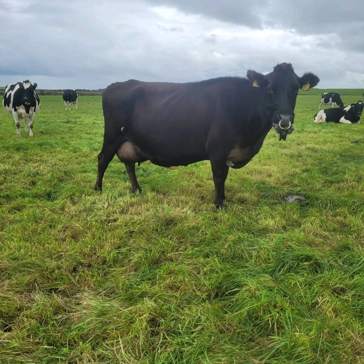Jex cow - Image 2