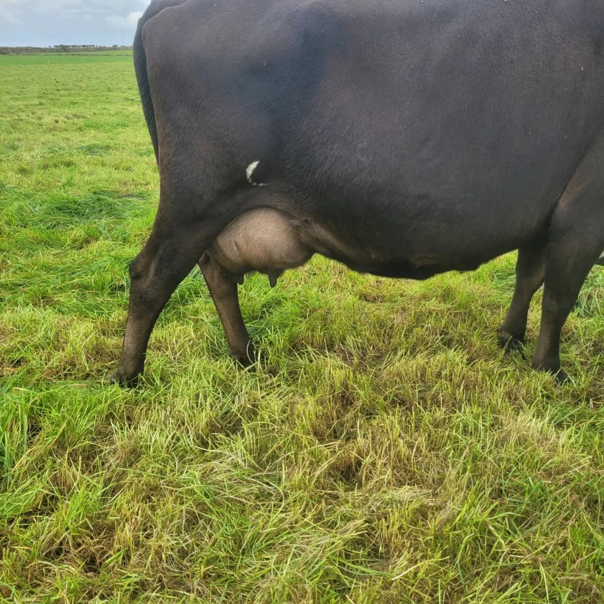 Jex cow - Image 3