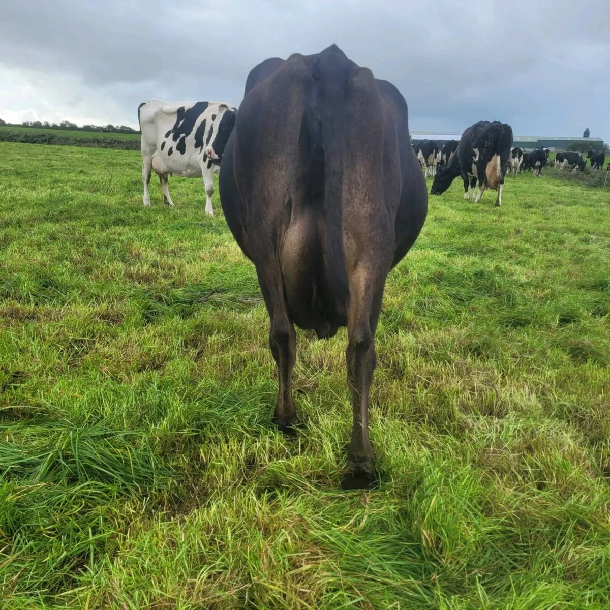 Jex cow - Image 4