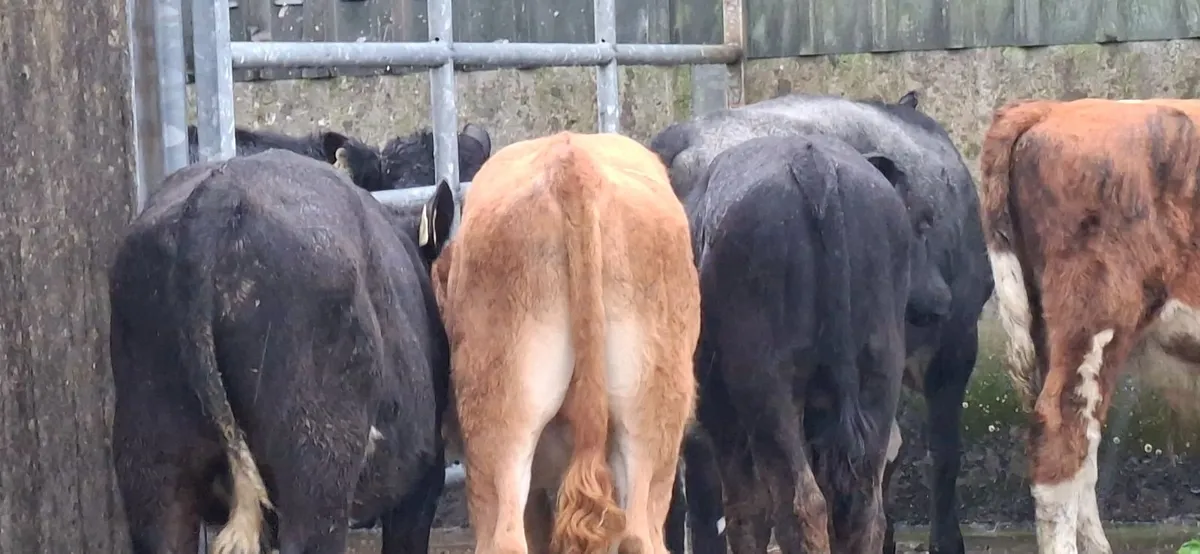 Limousin Bull Weanlings - Image 1