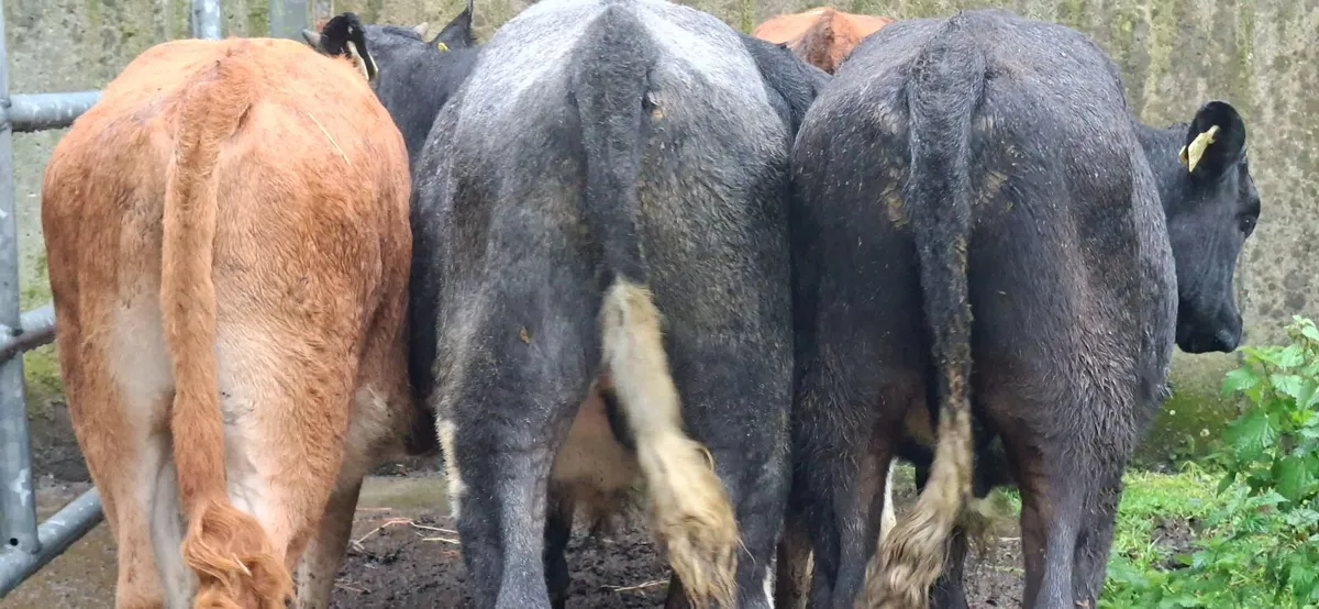 Limousin Bull Weanlings - Image 3