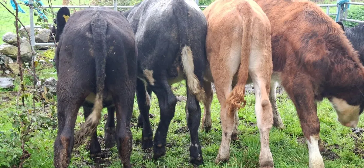 Limousin Bull Weanlings - Image 4