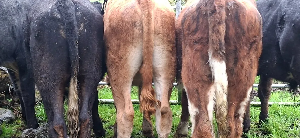 Limousin Bull Weanlings - Image 2