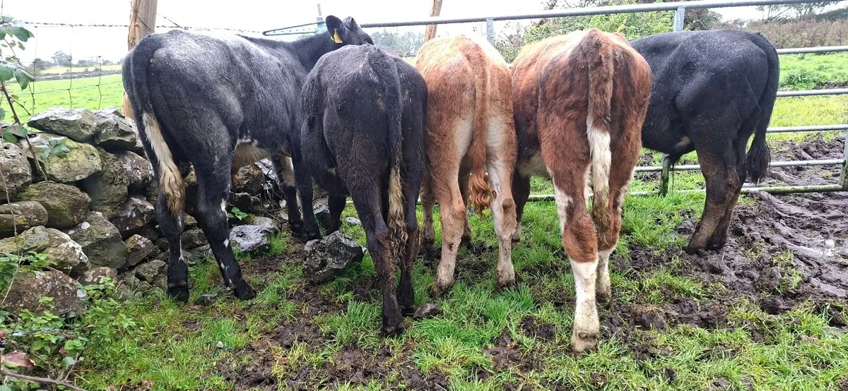 Hereford and Limousin Bull Weanlings - Image 2