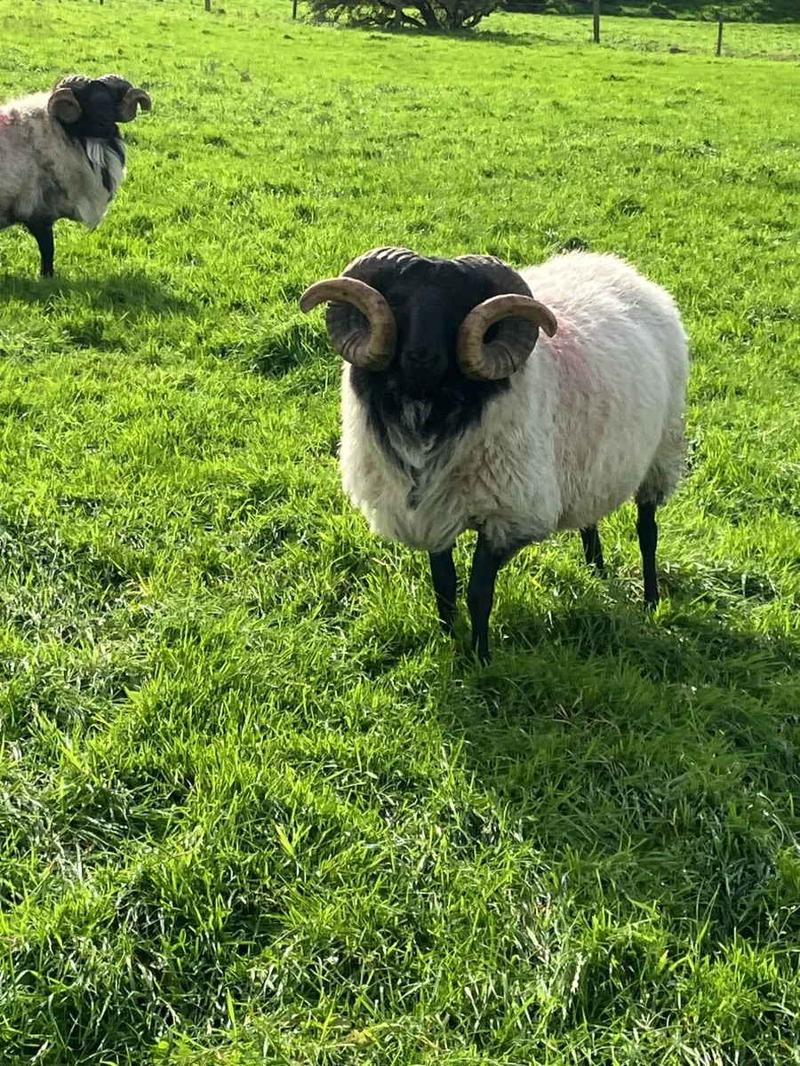 *Hogget Rams* - Image 2