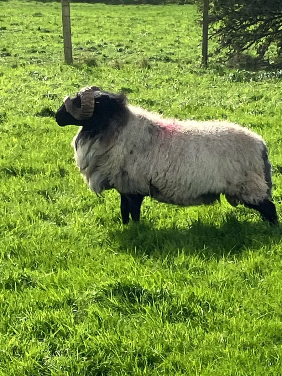 *Hogget Rams* - Image 3