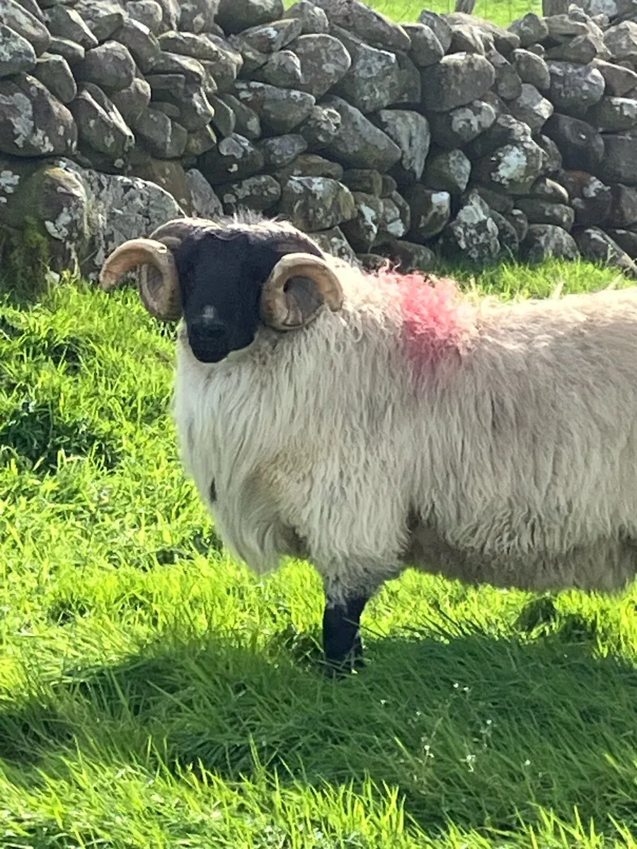 *Hogget Rams* - Image 4