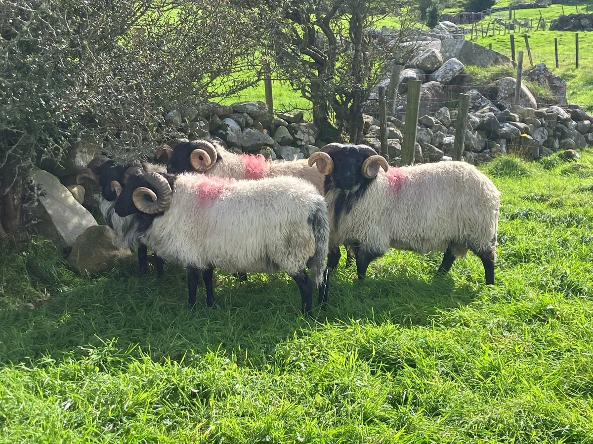 *Hogget Rams* - Image 1