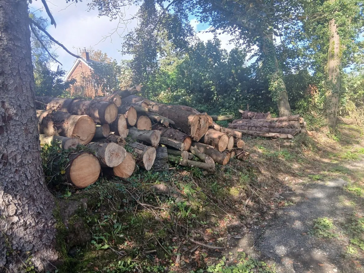 Wood - Image 2