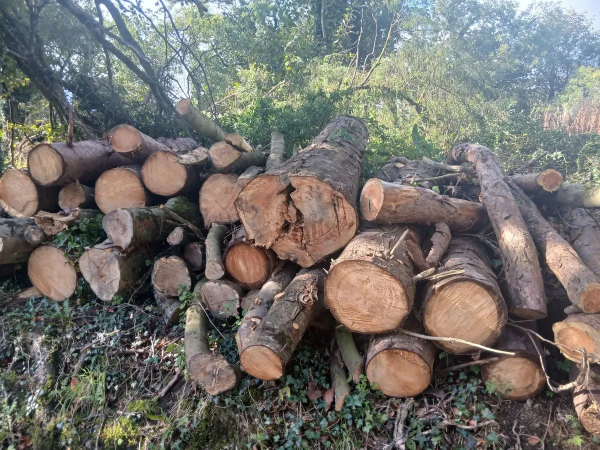 Wood - Image 1