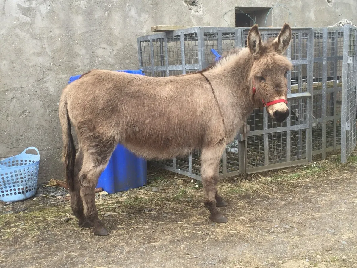 2017 Irish Donkey Mare - Image 2