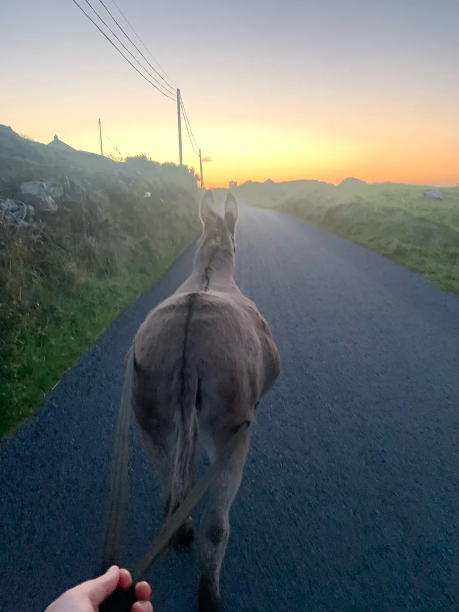 2017 Irish Donkey Mare - Image 3