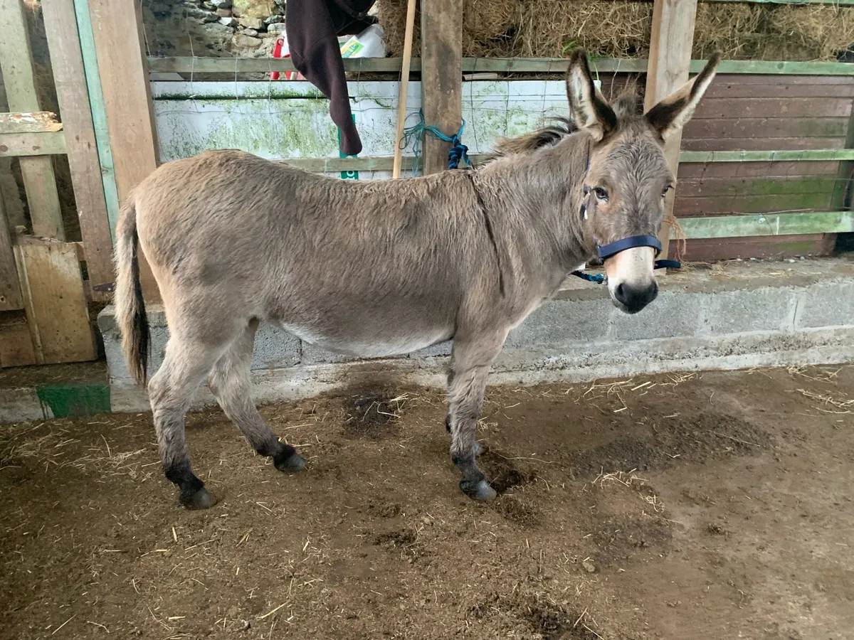 2017 Irish Donkey Mare - Image 4