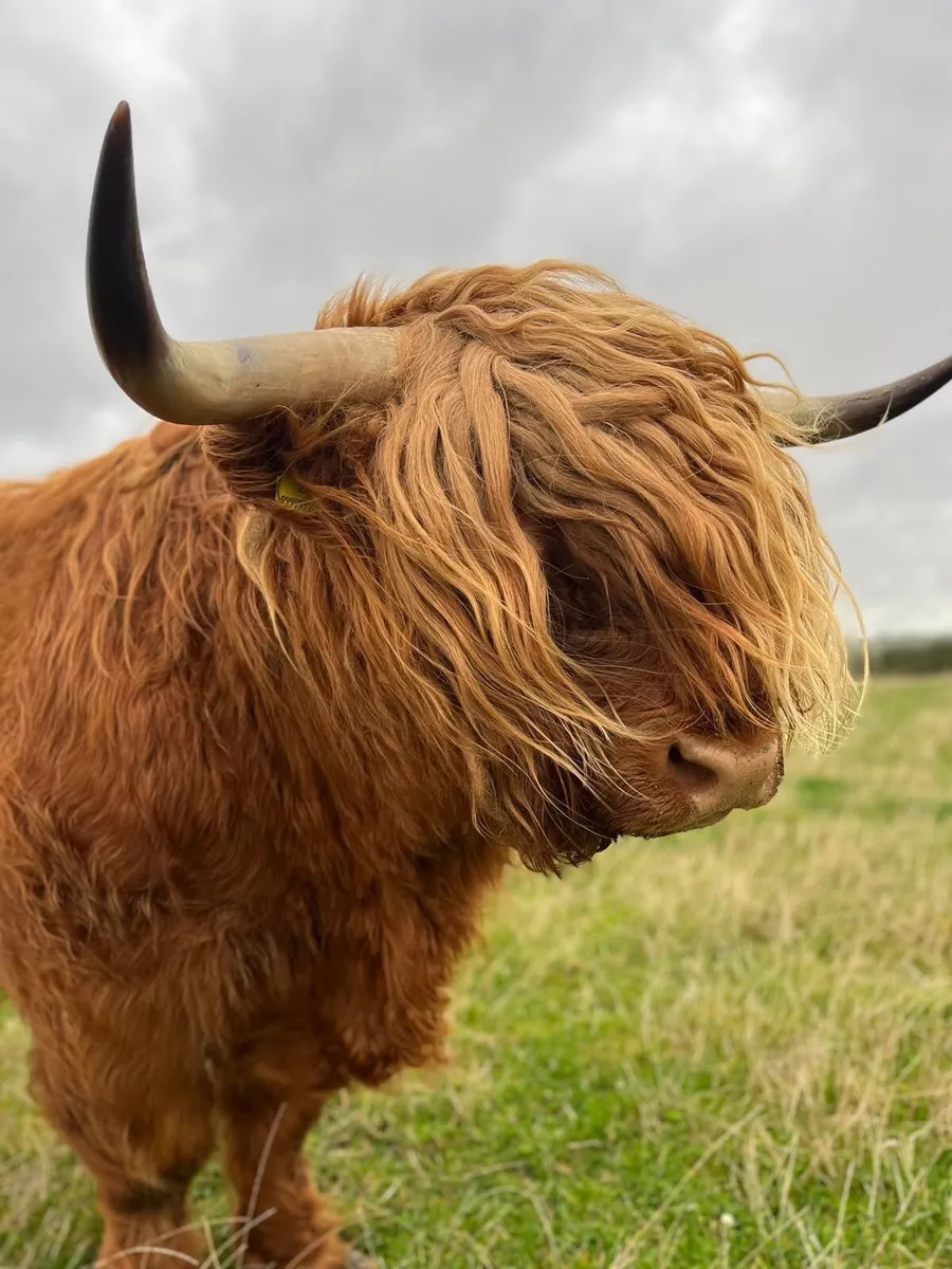 PB highland bull - Image 1