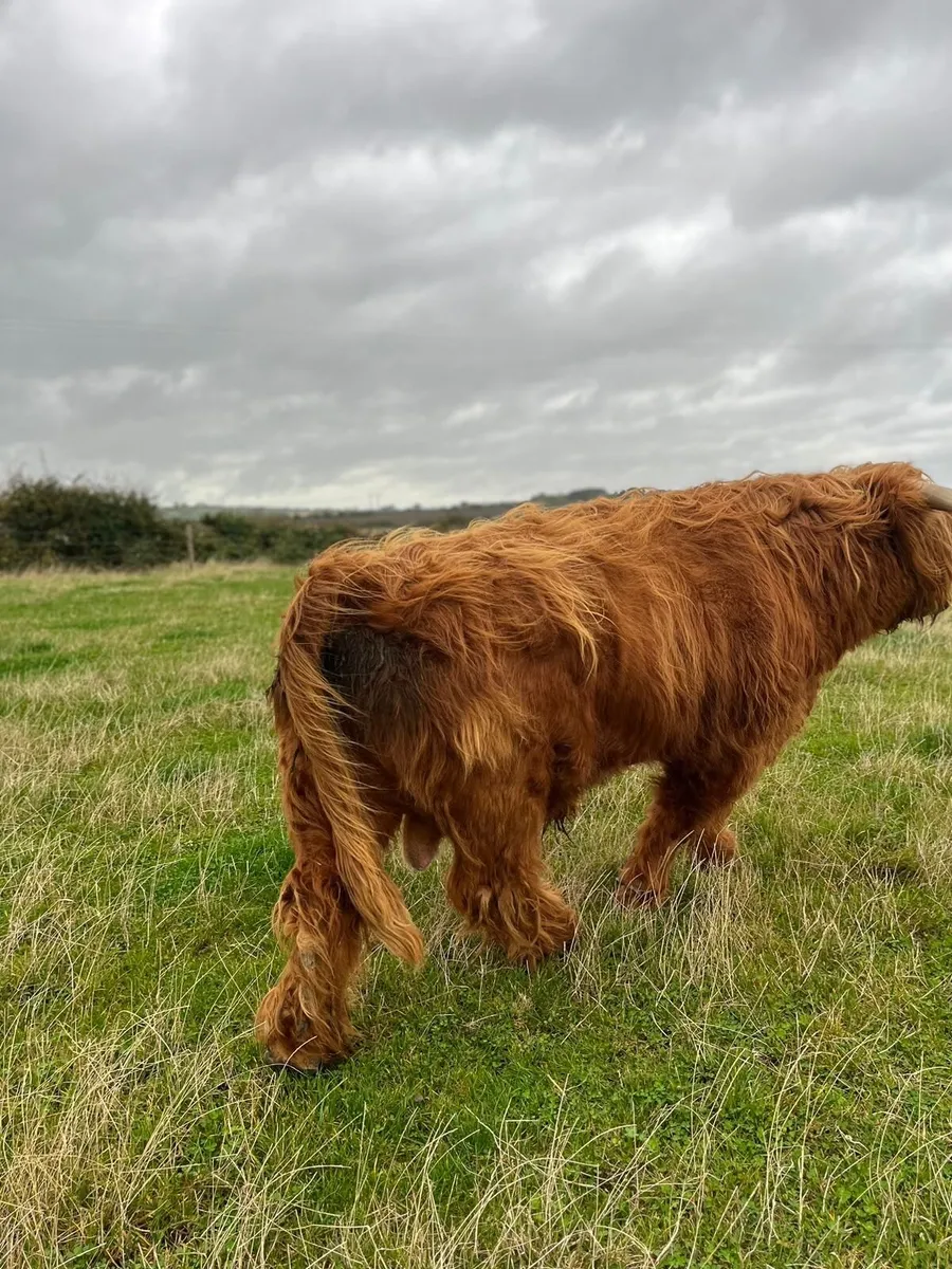 PB highland bull - Image 2
