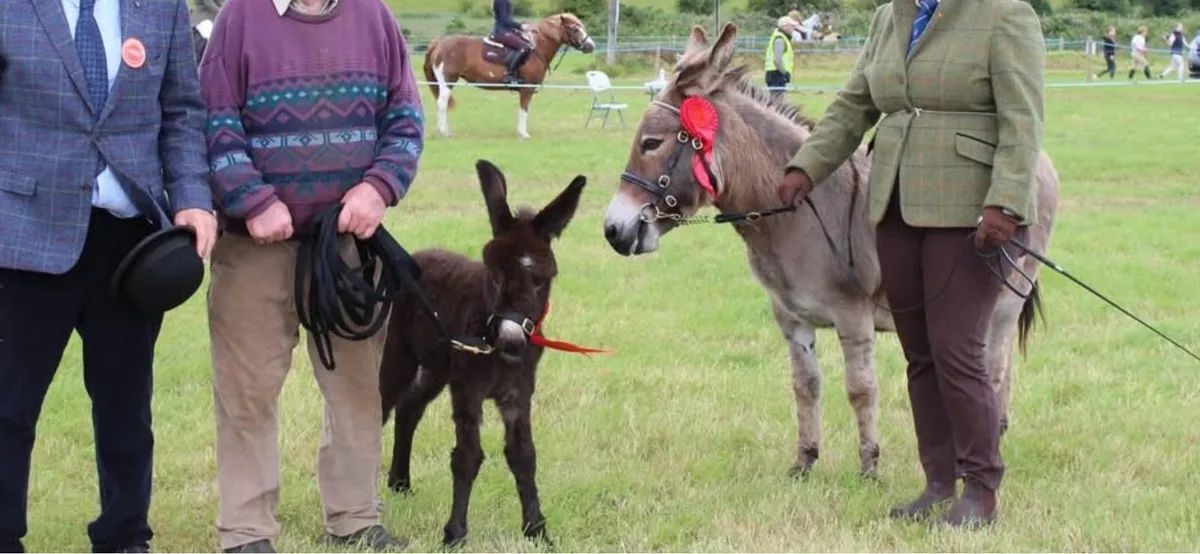 2017 Irish Donkey Mare - Image 1