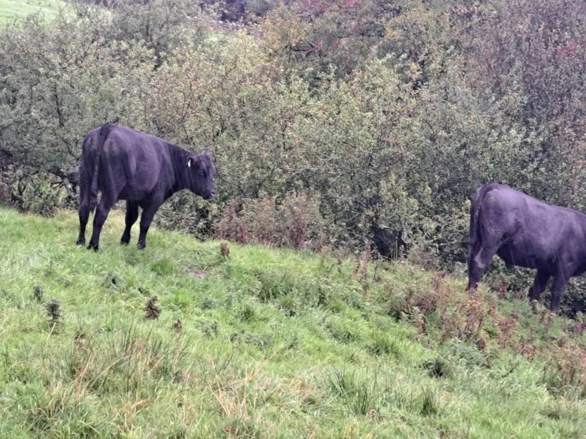 AA Bullocks - Image 4