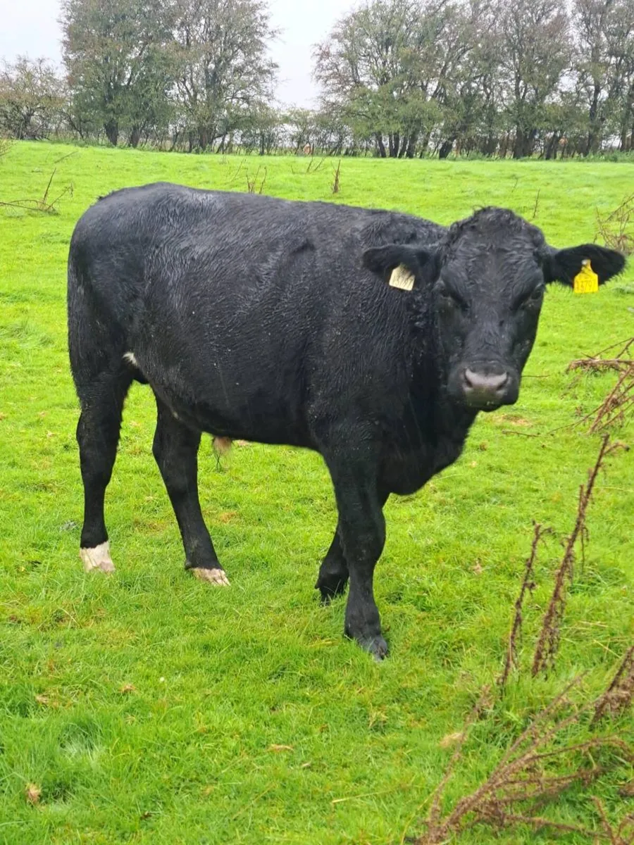 AA Bullocks - Image 1