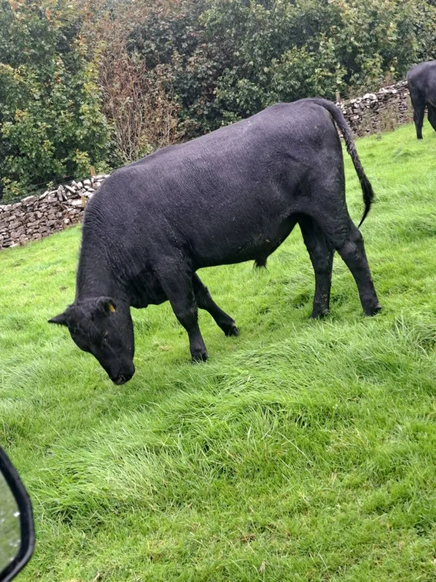 AA Bullocks - Image 2