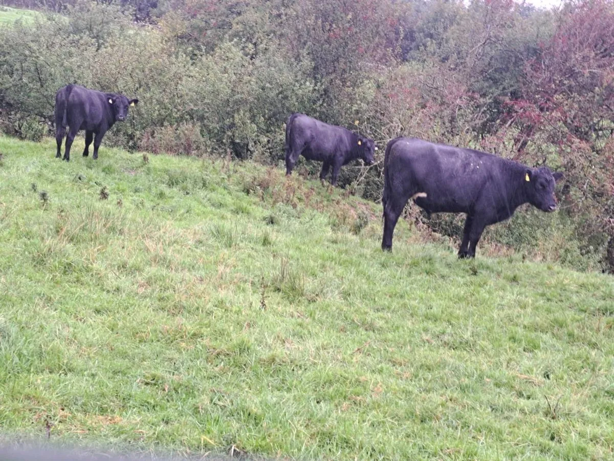 AA Bullocks - Image 3