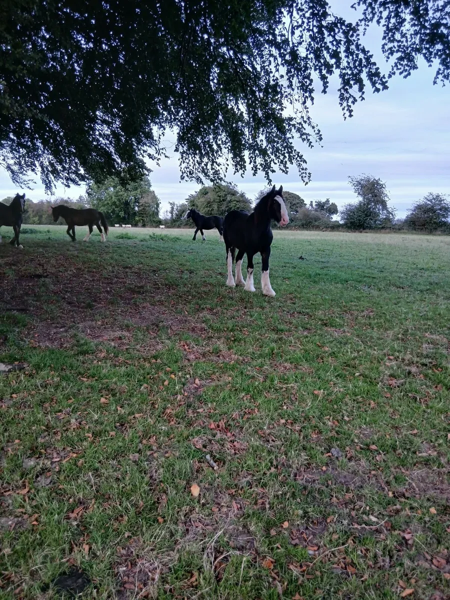 Year and half’s - Image 1