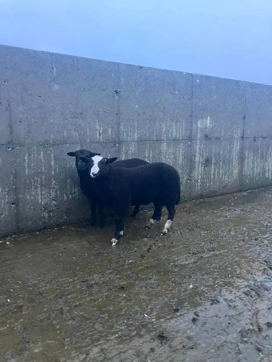 Spotted Dutch rams - Image 1