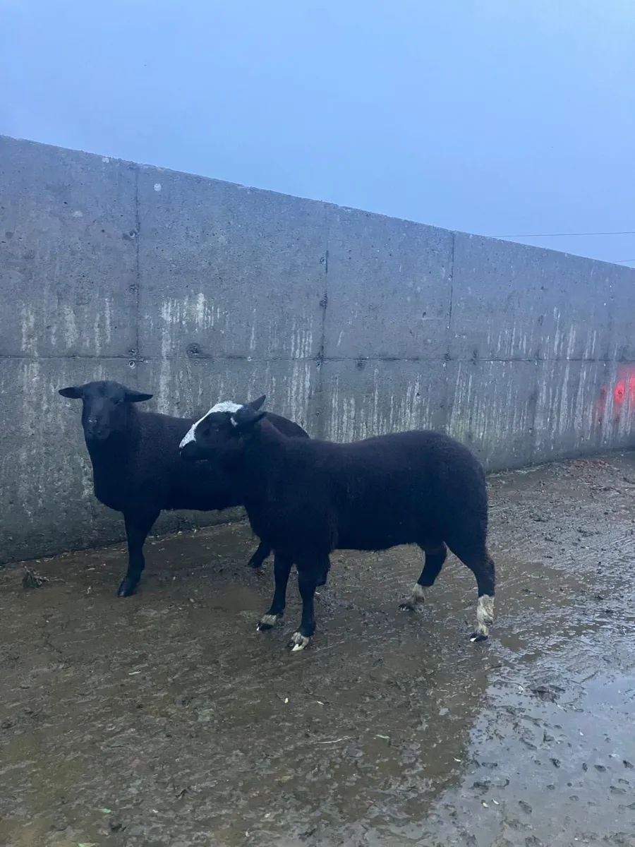 Spotted Dutch rams - Image 2