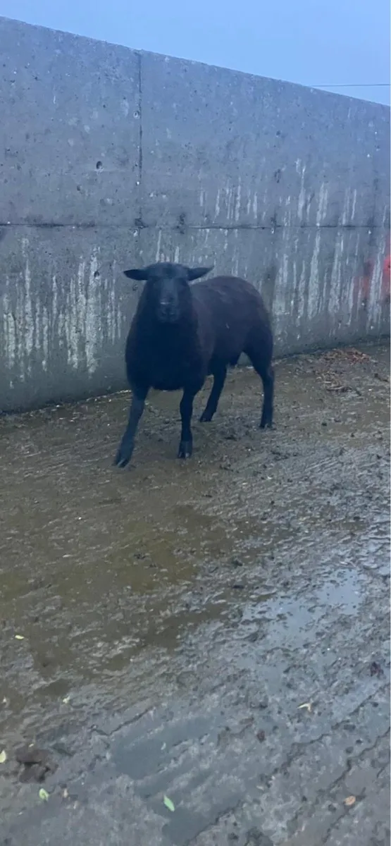 Spotted Dutch rams - Image 3