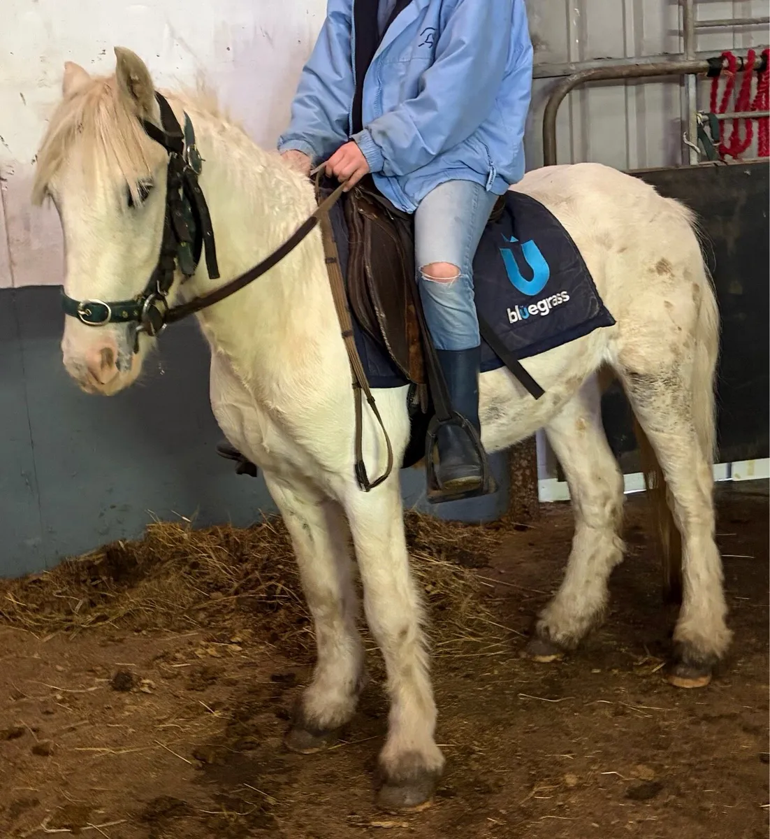 Palomino pony gelding 4 years old 12.1hh - Image 1