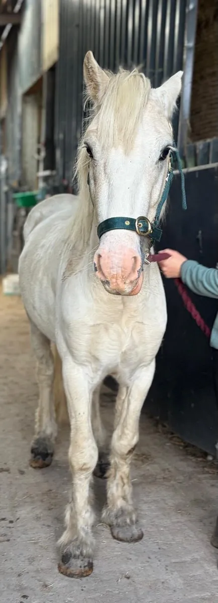 Palomino pony gelding 4 years old 12.1hh - Image 2