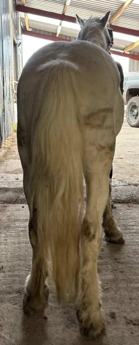 Palomino pony gelding 4 years old 12.1hh - Image 3