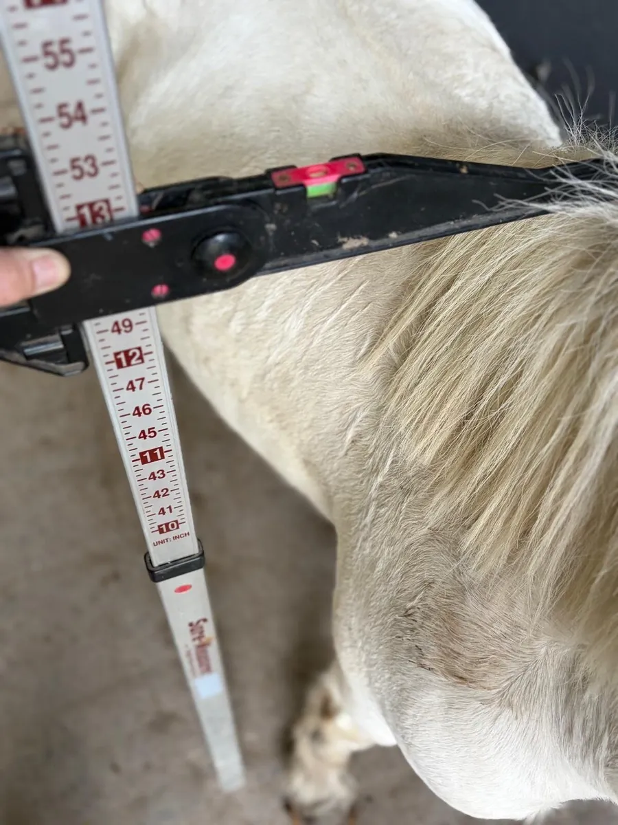 Palomino pony gelding 4 years old 12.1hh - Image 4