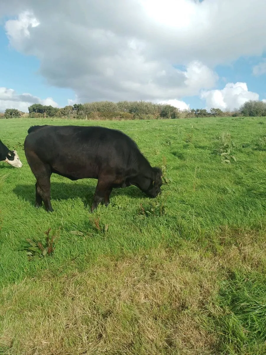 4 & 5 star heifers - Image 2
