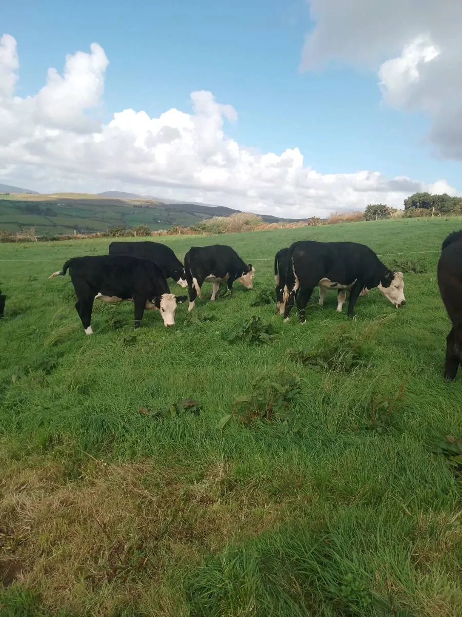 4 & 5 star heifers - Image 1