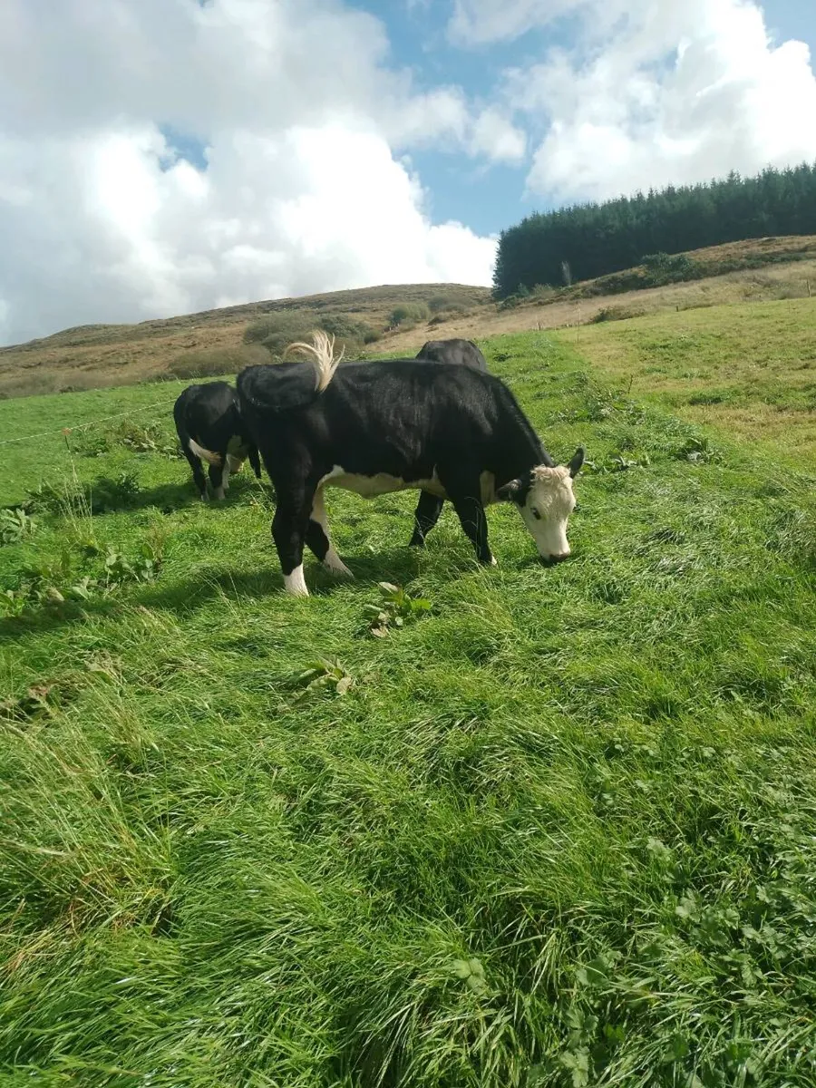 4 & 5 star heifers - Image 4