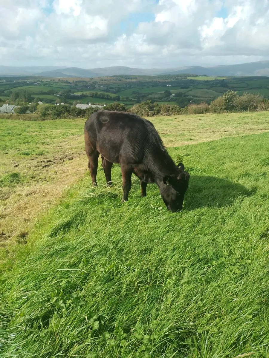 4 & 5 star heifers - Image 3