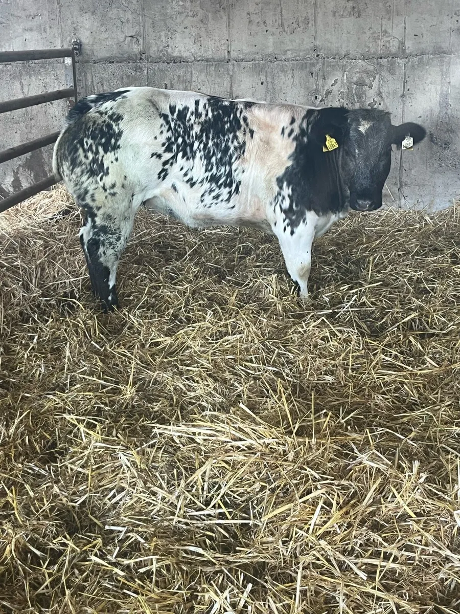 BBX heifer - Image 1