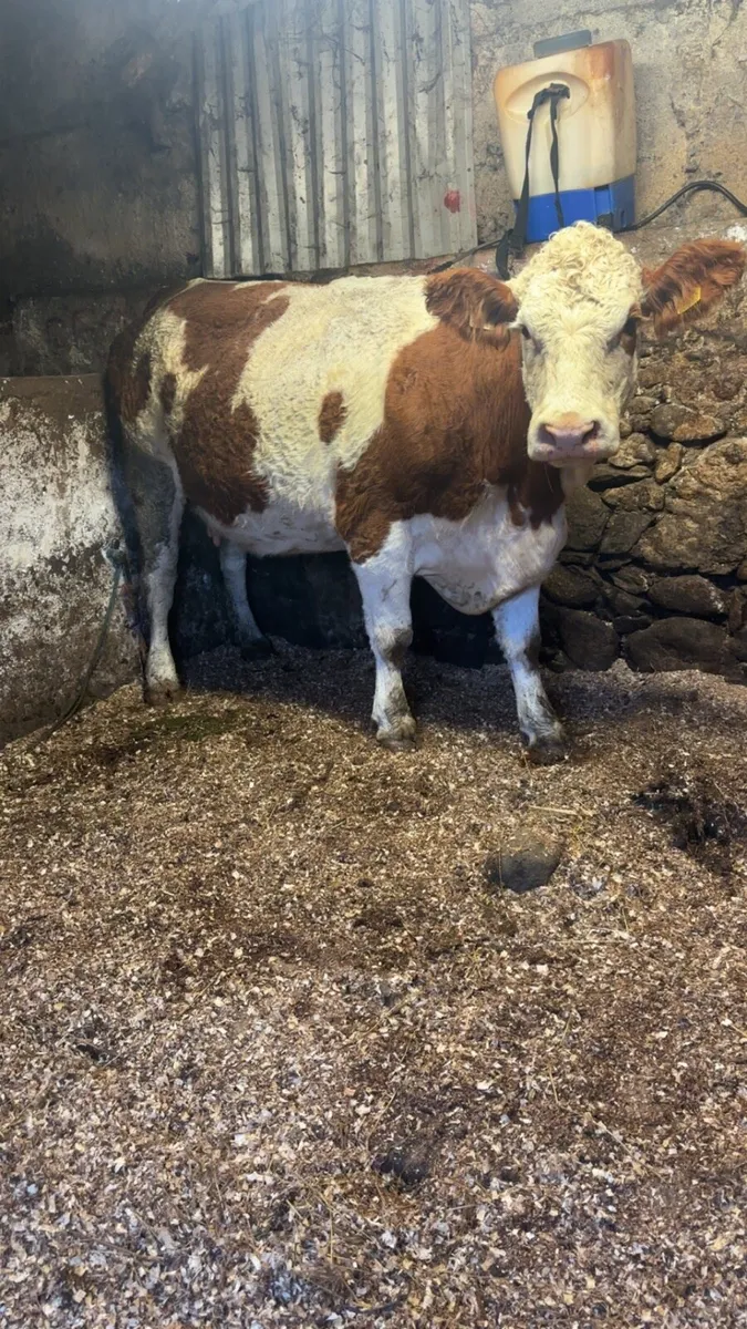 Pedigree registered Simmental cow and calf - Image 1